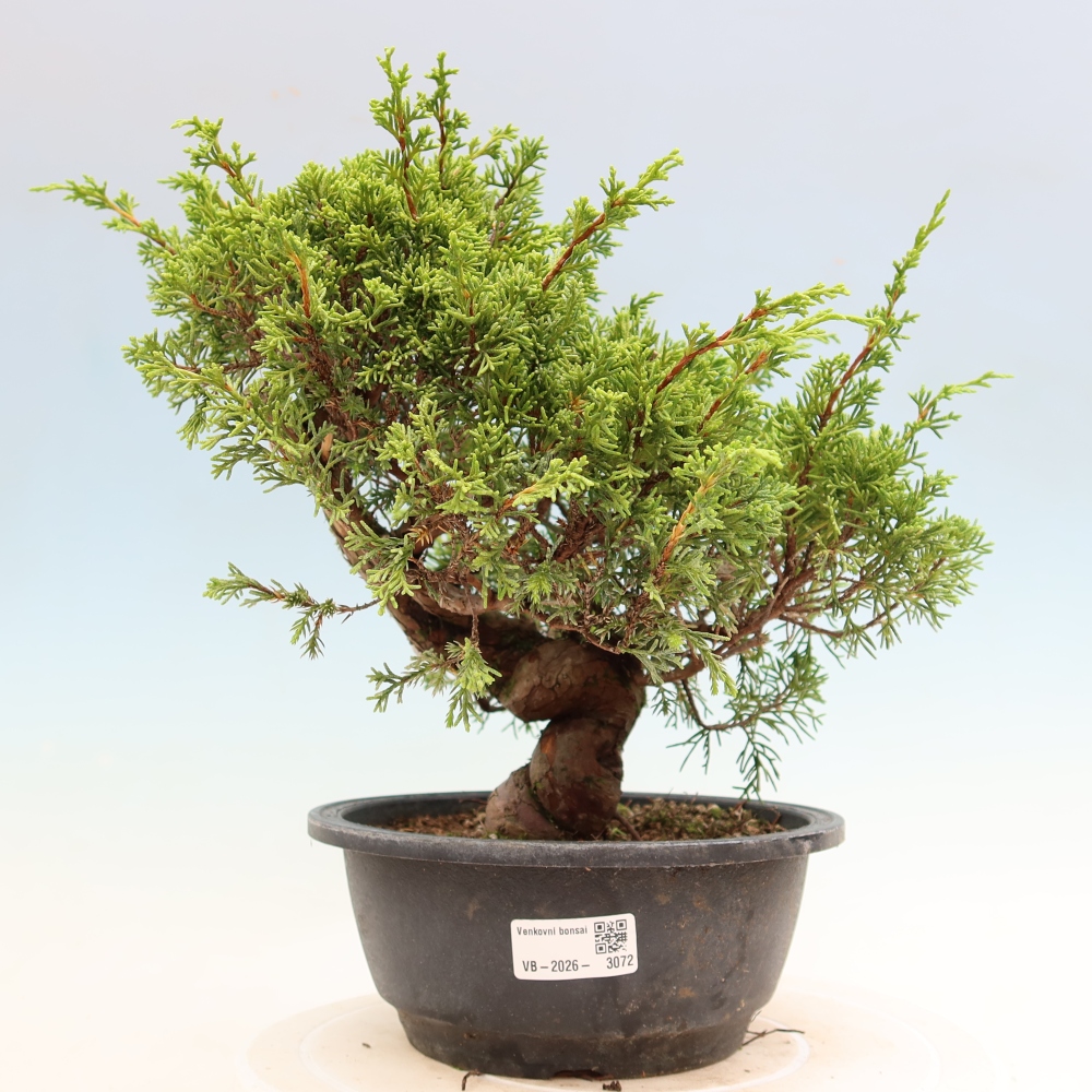 Kültéri bonsai - Juniperus chinensis Itoigawa-Juniperus chinensis