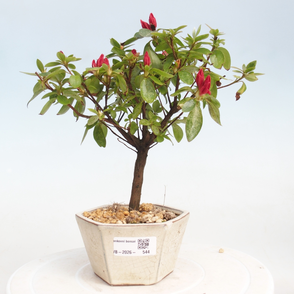 Kültéri bonsai - japán azálea - Azalea sp.