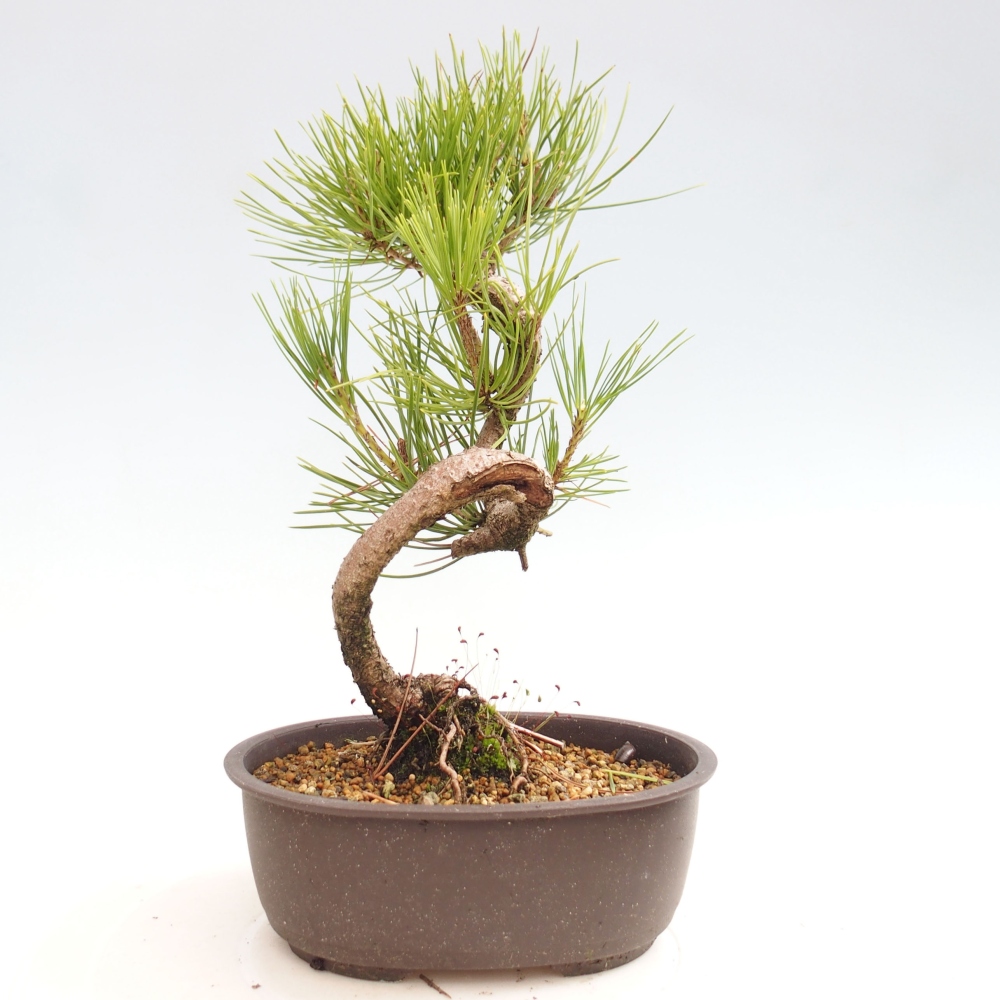 Kültéri bonsai - Pinus thunbergii - Thunberg fenyő