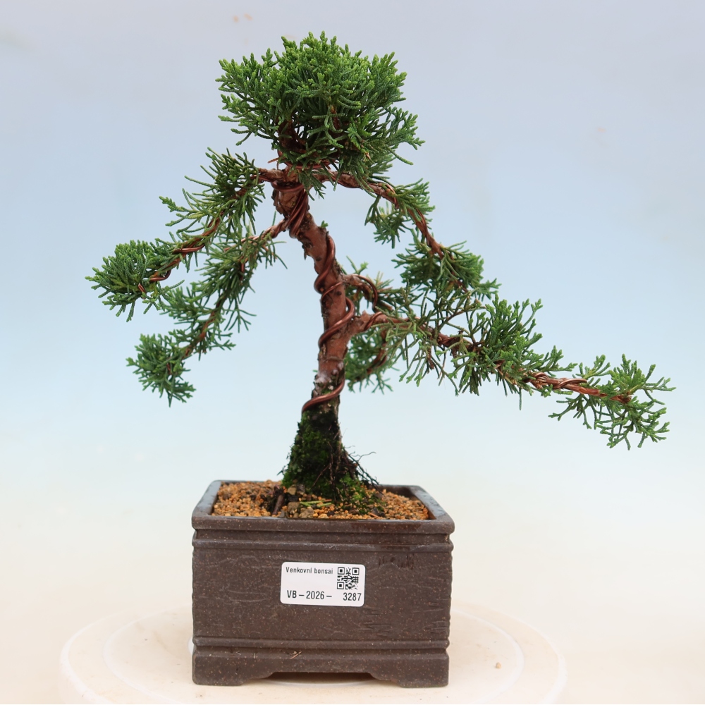 Kültéri bonsai - Juniperus chinensis Kishu