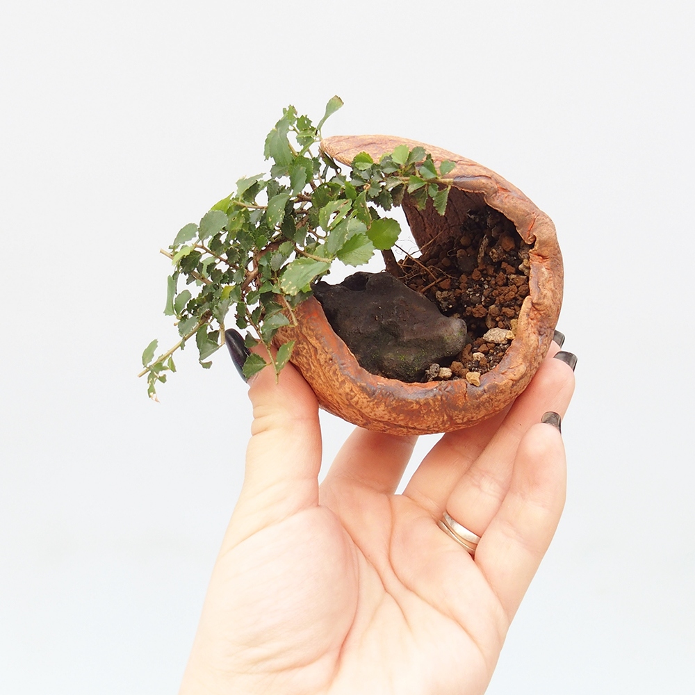 Szobai bonsai - Grewia sp. - Grewia malafolia