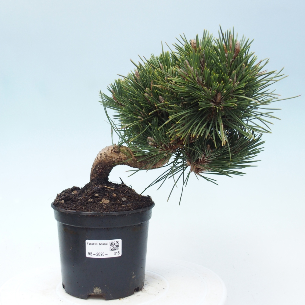 Kültéri bonsai - Pinus thunbergii senjyumaru - Thunberg fenyő
