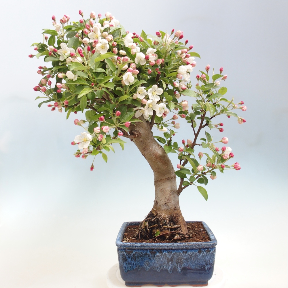 Kültéri bonsai -Malus halliana - Kis gyümölcsű almafa