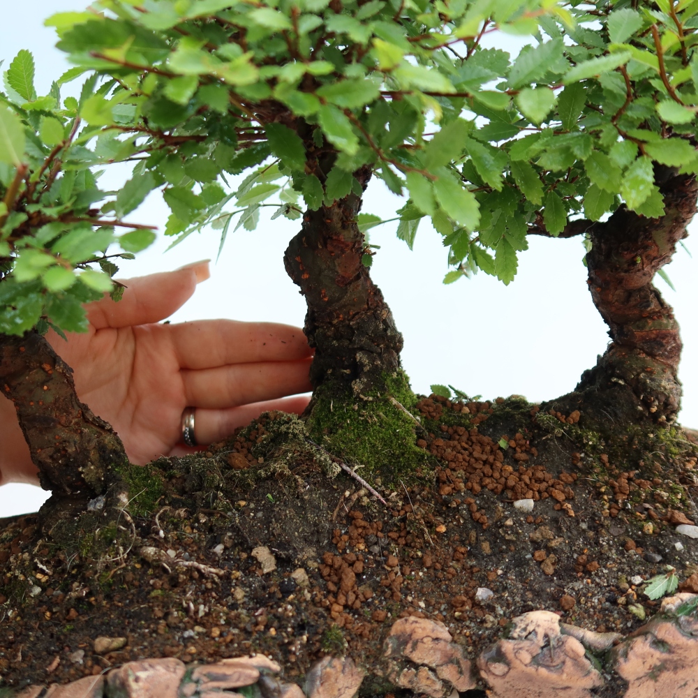 Kültéri bonsai – Zelkova – Zelkova NIRE – kis erdő
