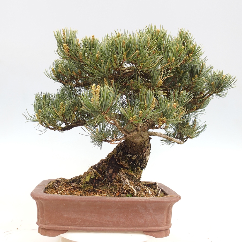 Kültéri bonsai - Pinus parviflora - Pinus parviflora