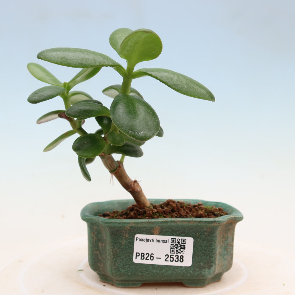 Szoba bonsai - Portulakaria Afra - Tlustice