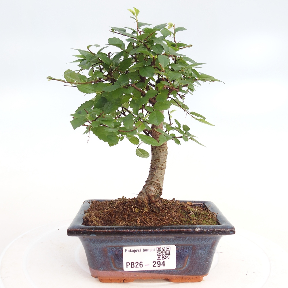 Szobai bonsai - Ulmus parvifolia - Kislevelű szilfa