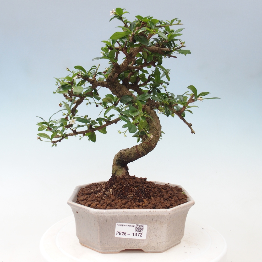 Szobai bonsai - Carmona macrophylla - Tea fuki