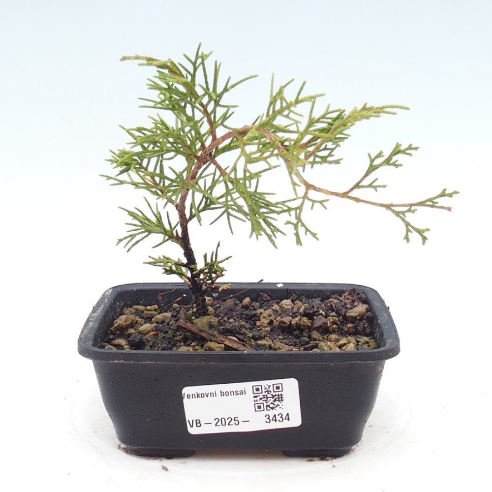 Kültéri bonsai - Juniperus chinensis Itoigawa