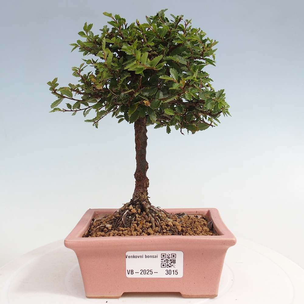 Kültéri bonsai - Ulmus parvifolia Sagei - Kislevelű szilfa