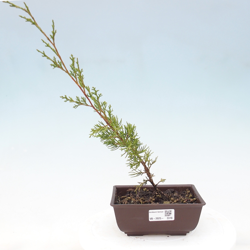 Kültéri bonsai - Juniperus chinensis Itoigawa