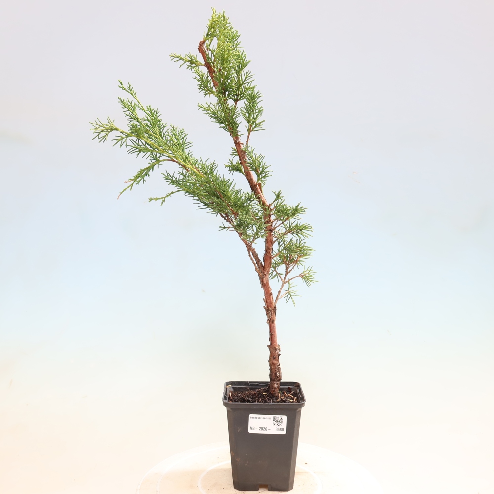 Kültéri bonsai - Juniperus chinensis Kishu