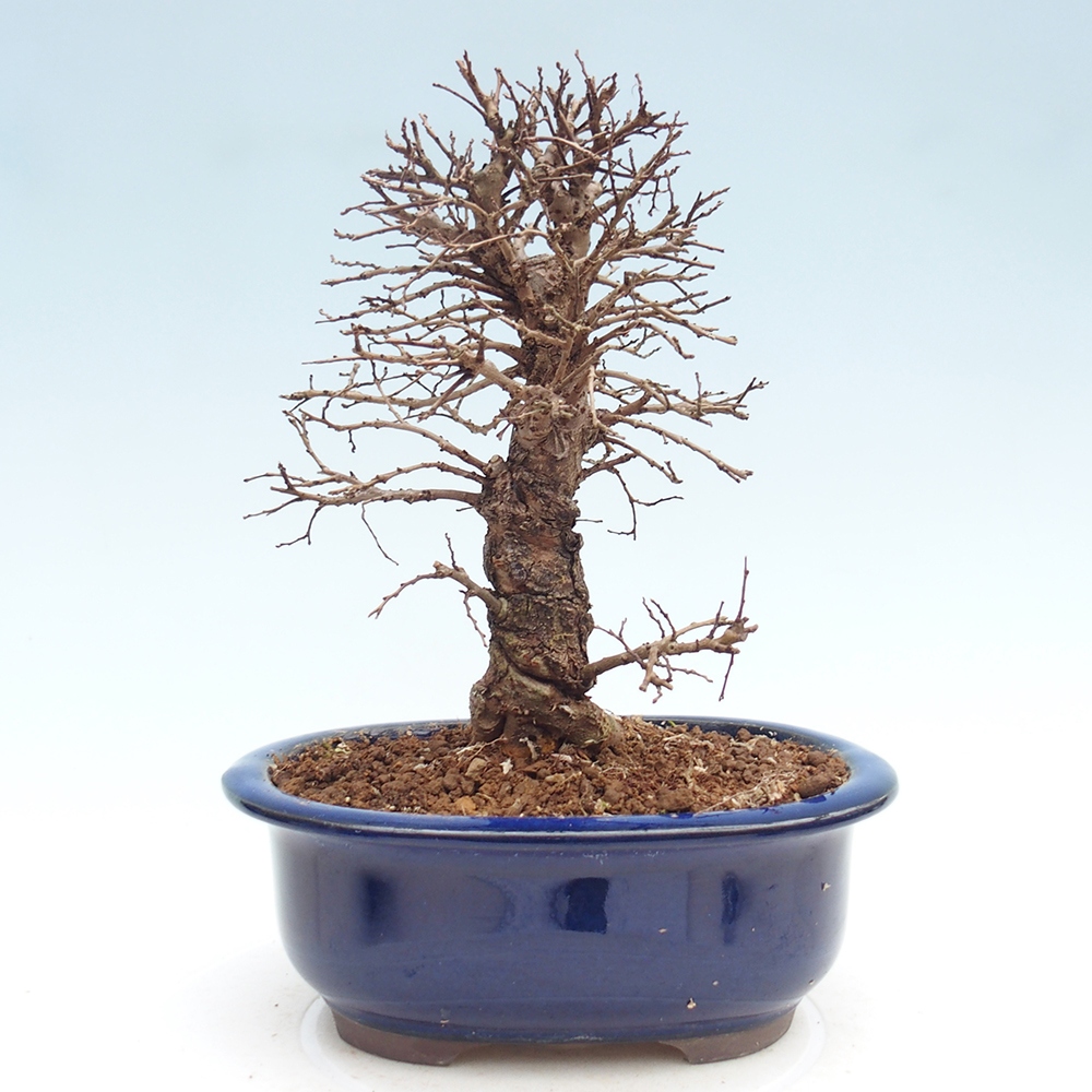 Kültéri bonsai - Zelkova - Zelkova NIRE