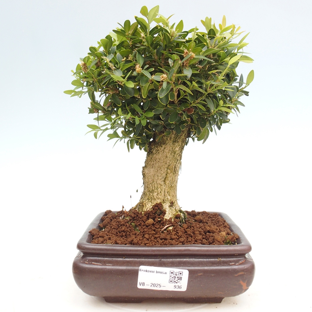 Kültéri bonsai - Buxus sempervirens - puszpáng - boxwood