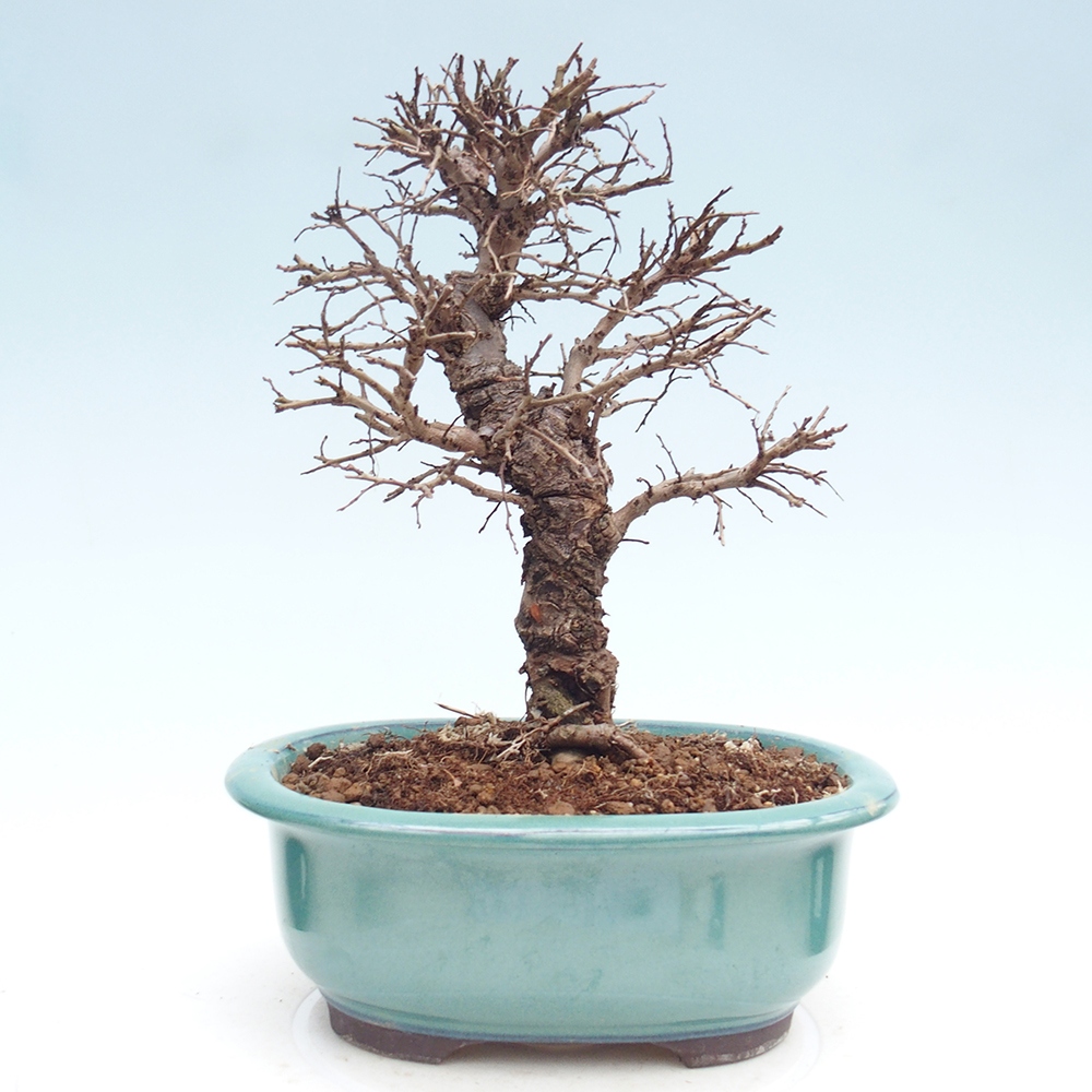 Kültéri bonsai - Zelkova - Zelkova NIRE