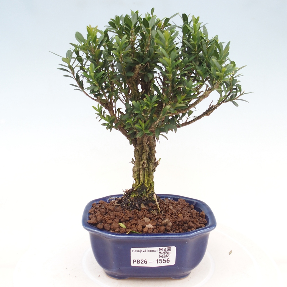 Szobai bonsai - Buxus harlandii - parafa buxus