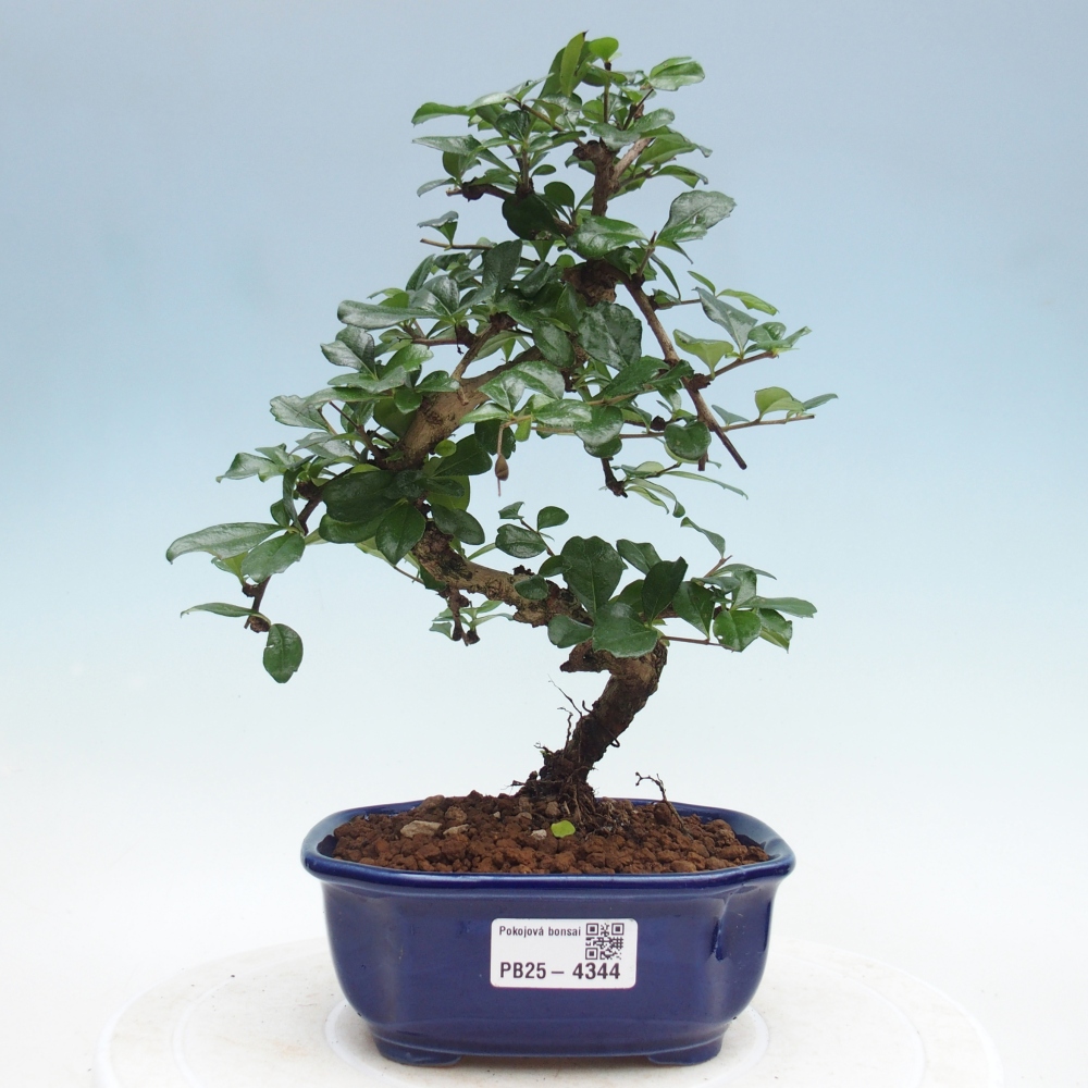 Szobai bonsai - Carmona macrophylla - Tea fuki