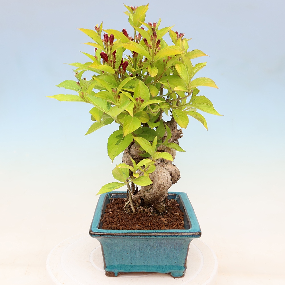 Kültéri bonsai – Weigela subsessilis – Koreai vajgélia