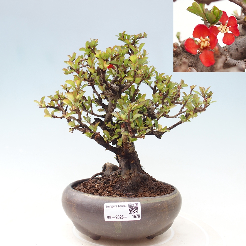 Kültéri bonsai - Chaneomeles speciosa - birs
