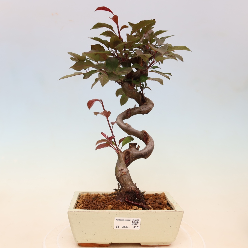 Kültéri bonsai -Malus domestica - Kis gyümölcsű piros levelű almafa