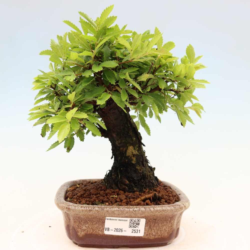 Kültéri bonsai - Zelkova - Zelkova NIRE