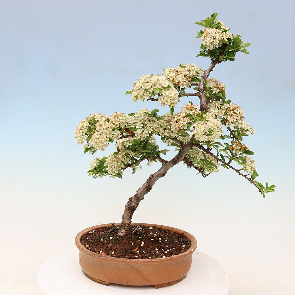 Kültéri bonsai – Pyracantha teton – Vörös tűszem