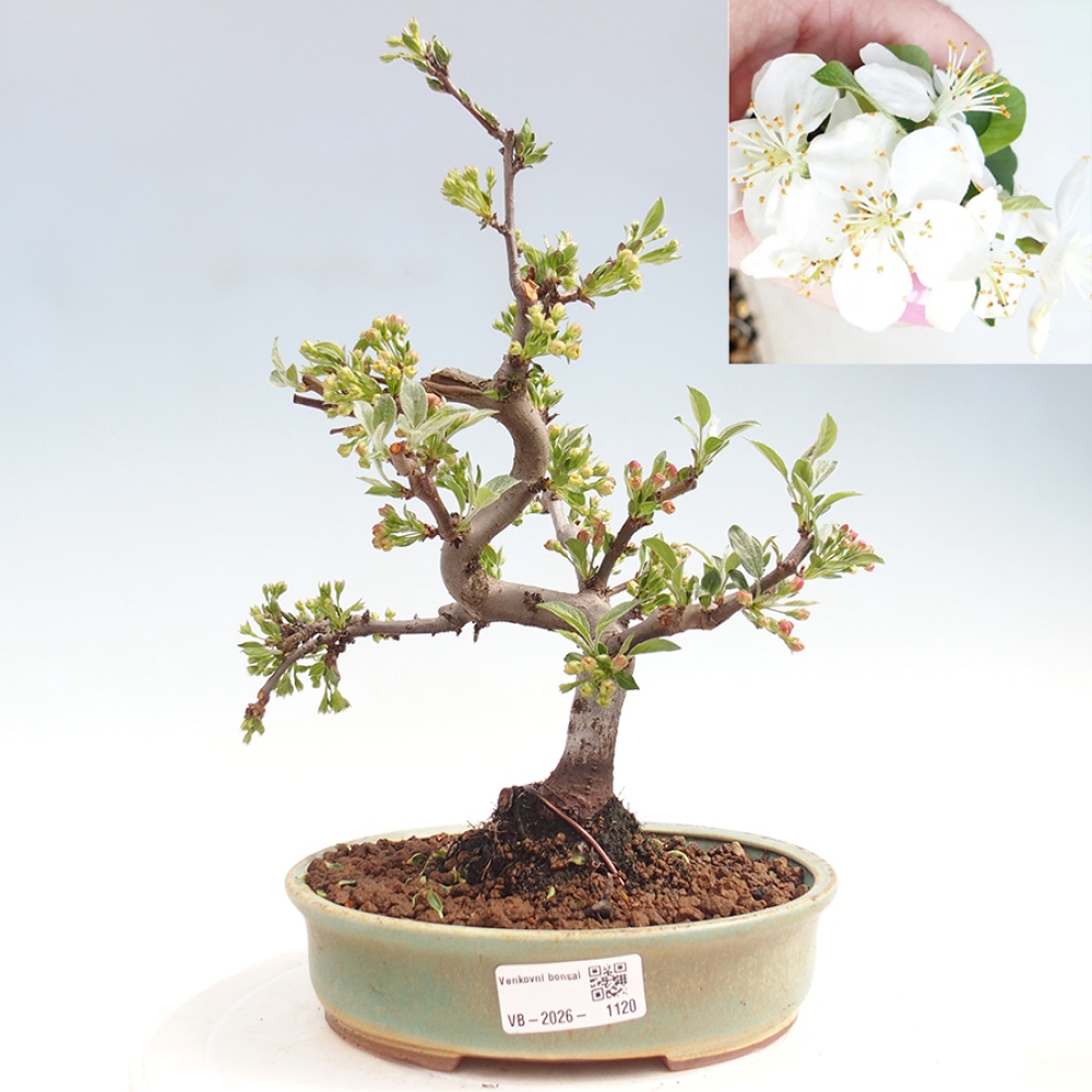 Kültéri bonsai - Malus sargentii - Kis gyümölcsű almafa