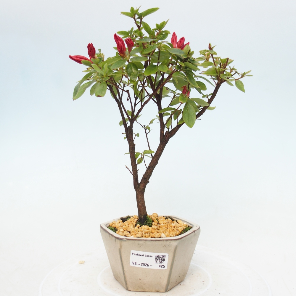 Kültéri bonsai - japán azálea - Azalea sp.