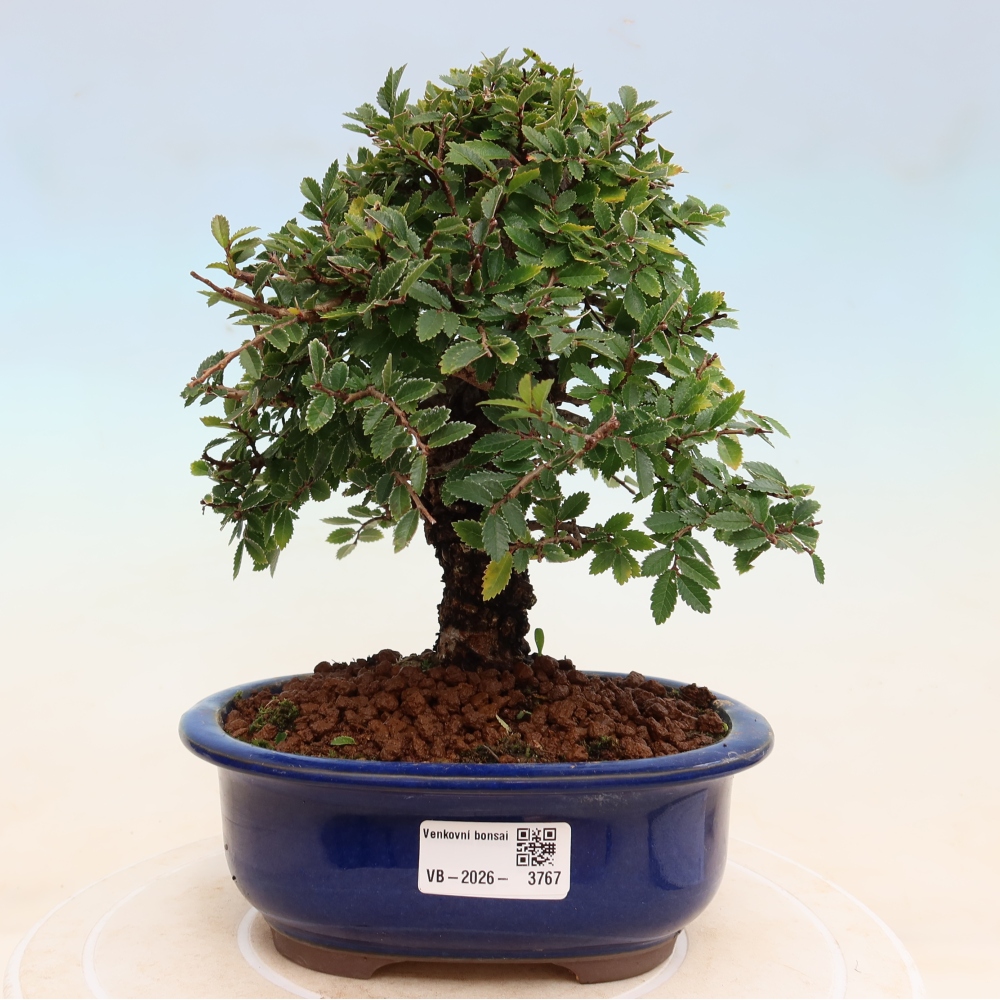 Kültéri bonsai - Zelkova - Zelkova NIRE