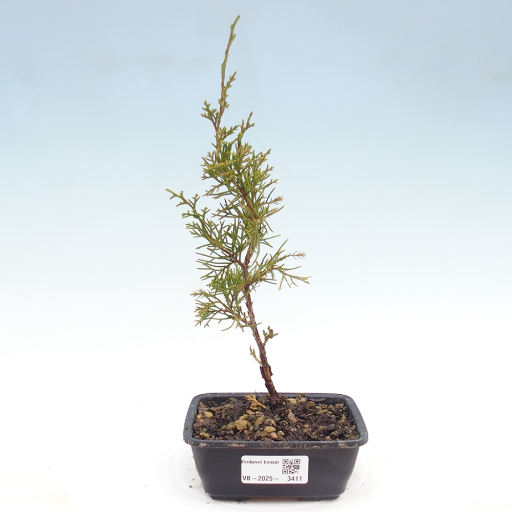 Kültéri bonsai - Juniperus chinensis Itoigawa
