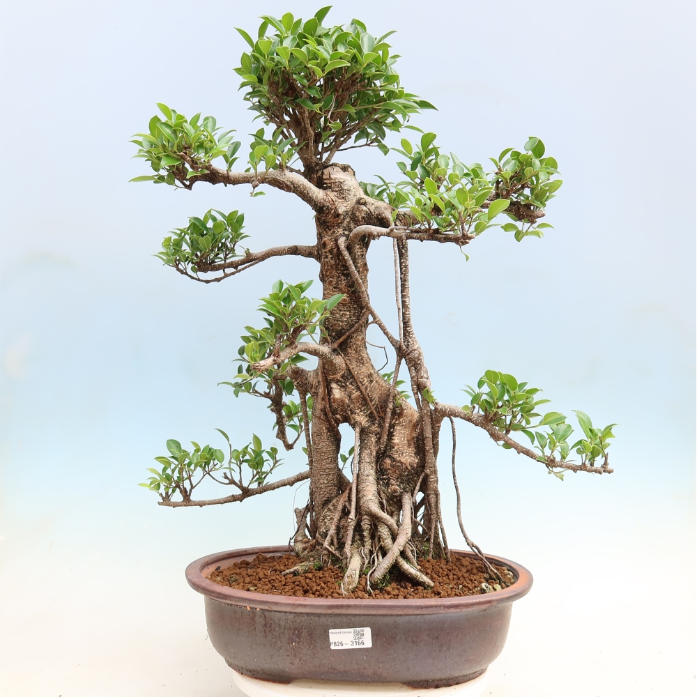 Szobai bonsai - Ficus kimmen - kislevelű fikusz