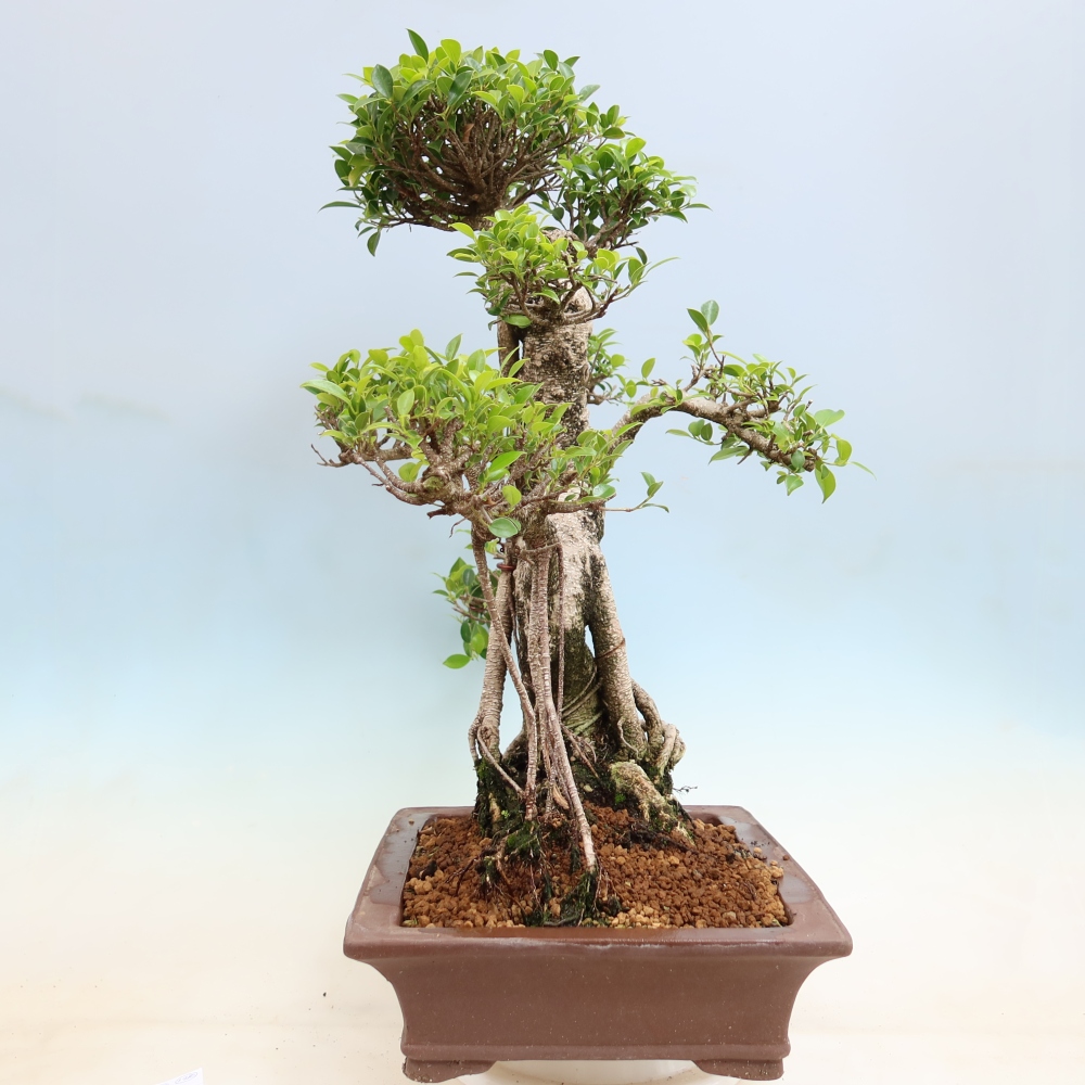 Szobai bonsai - Ficus kimmen - kislevelű fikusz