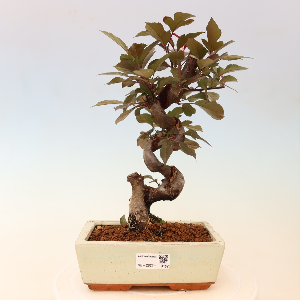 Kültéri bonsai -Malus domestica - Kis gyümölcsű piros levelű almafa