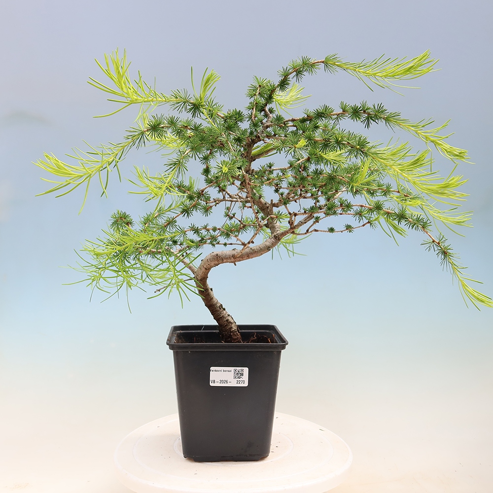Kültéri bonsai - Larix decidua - vörösfenyő