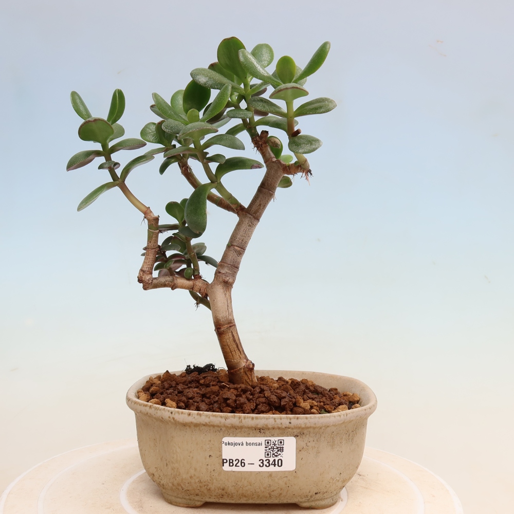 Szobabonsai – Tojás alakú vastaglevél – Crassula ovata