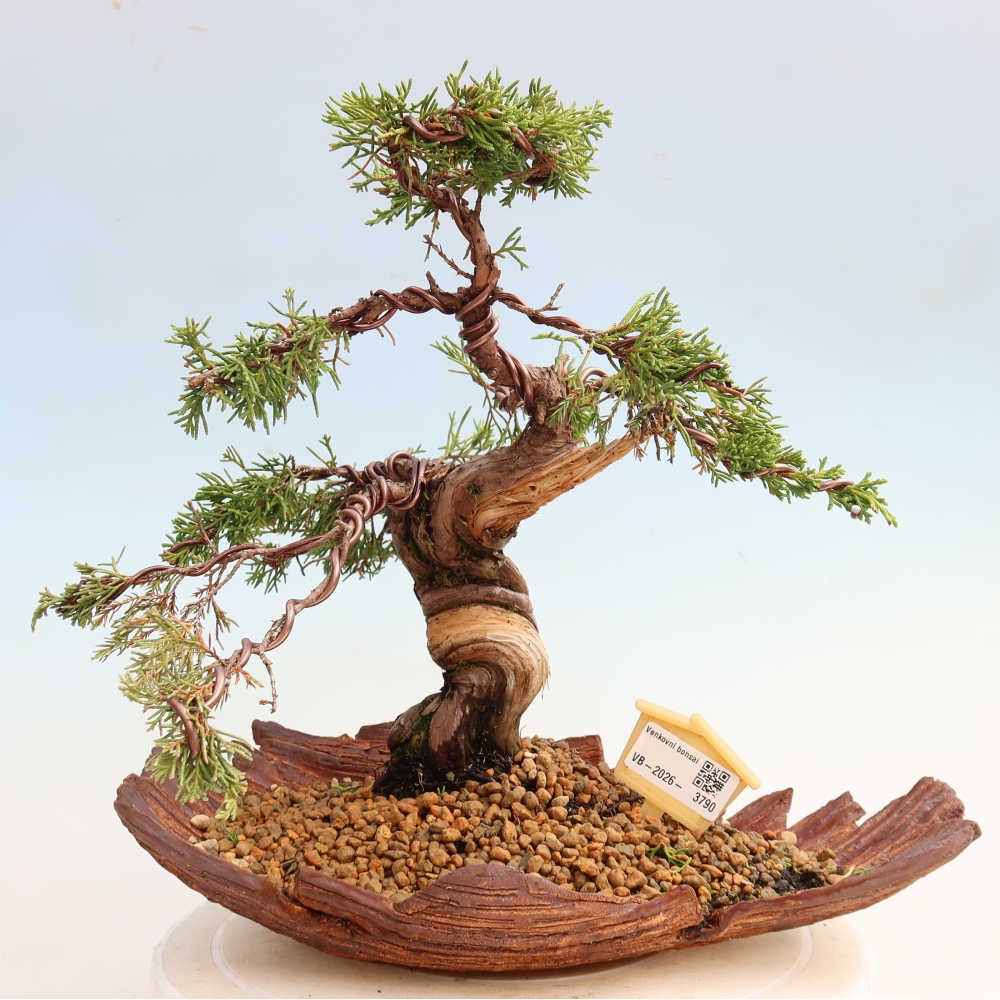 Kültéri bonsai - Juniperus chinensis Itoigawa-Juniperus chinensis
