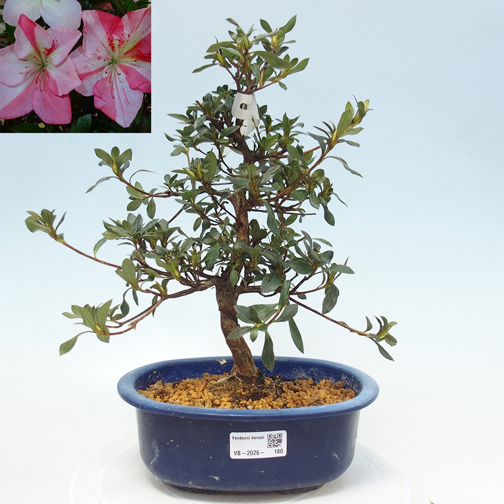 Kültéri bonsai - Japán azálea - Azalea Shinsei