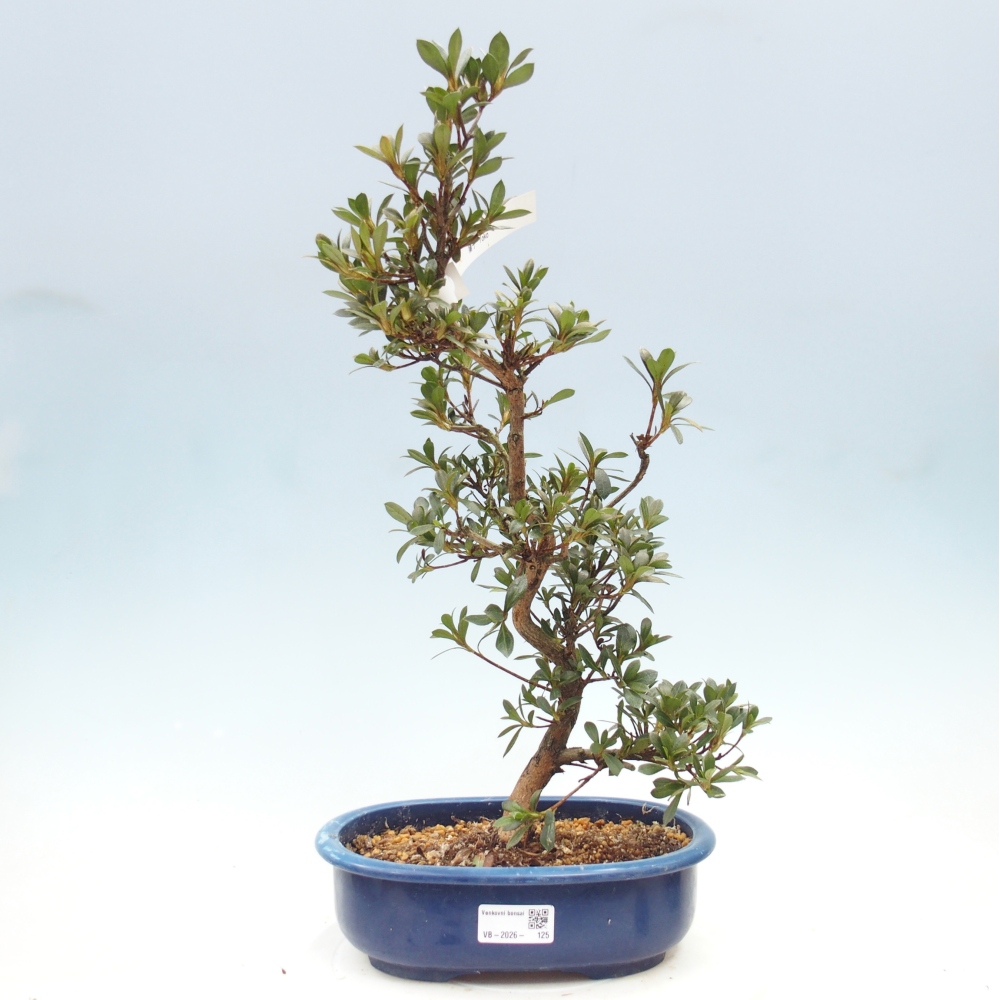 Kültéri bonsai - Japán azálea - Azálea Yoko