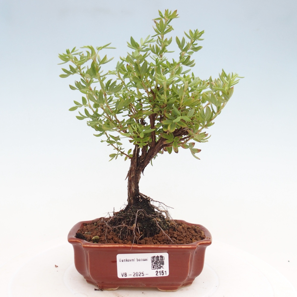 Kültéri bonsai - Potentila fruticosa sárga Bird