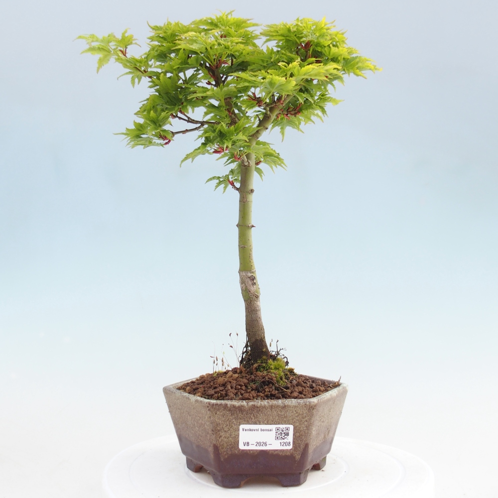 Kültéri bonsai -Javor pálma Acer palmatum Shishigashira