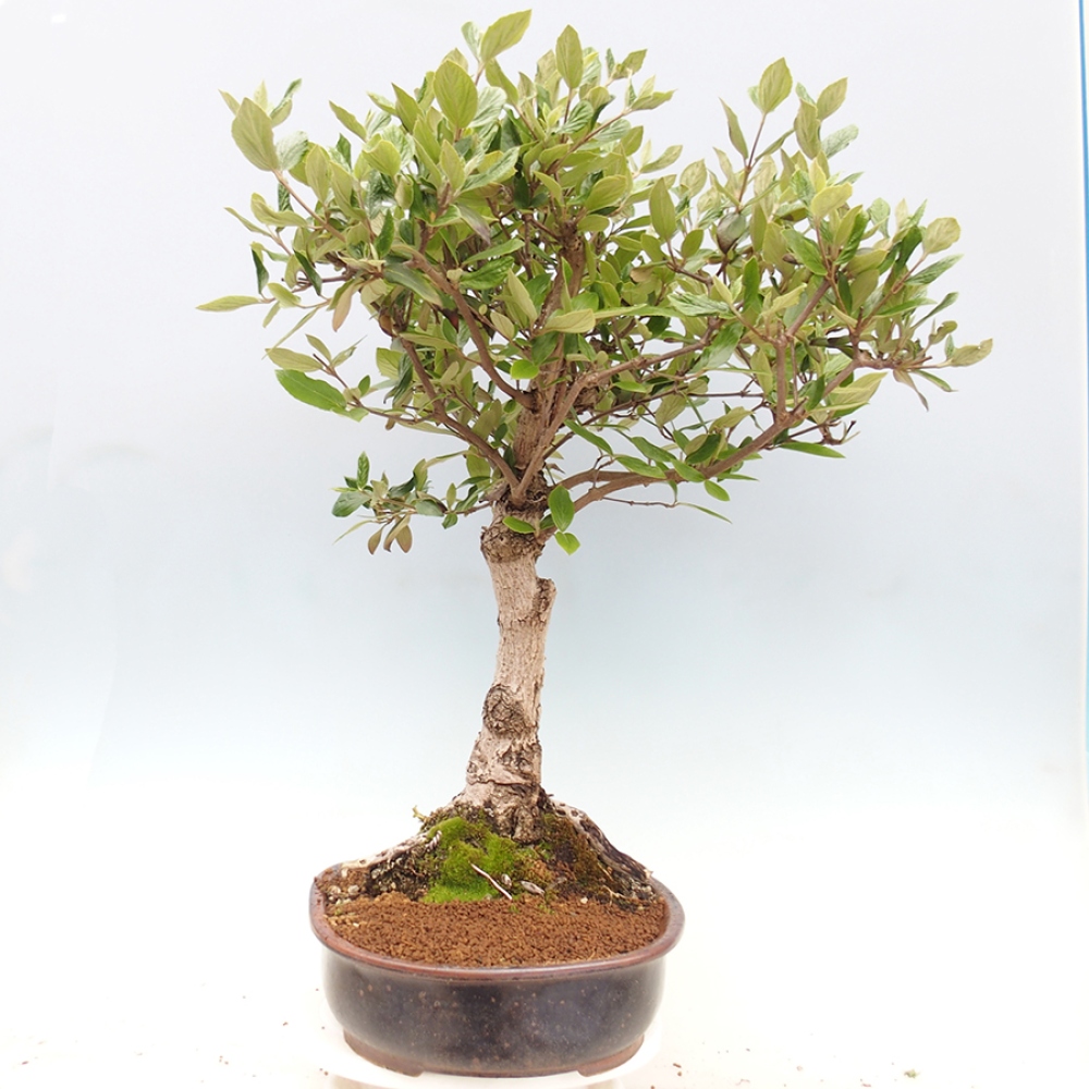 Kültéri bonsai-Kalina Bodnanská - Viburum carlesii hemsi