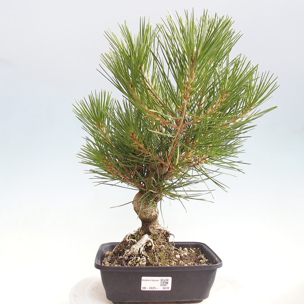 Kültéri bonsai - Pinus thunbergii - Thunberg fenyő