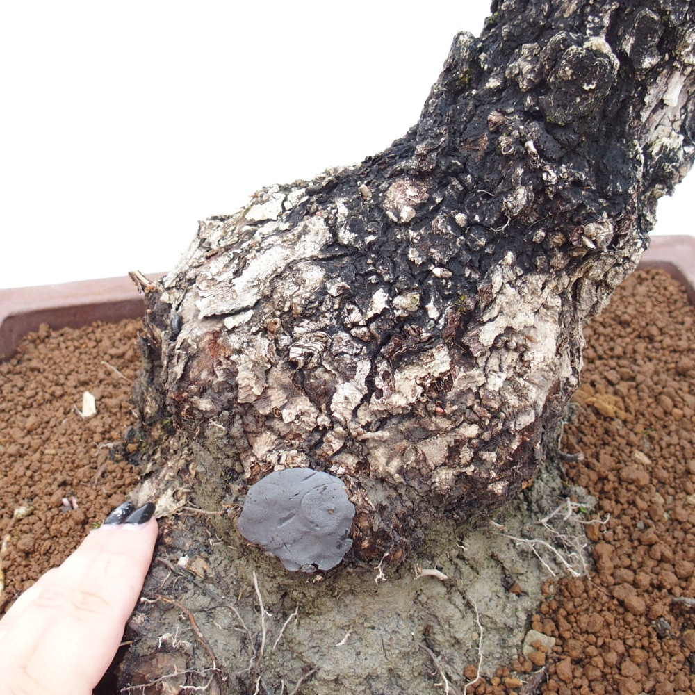 Yamadori - Quercus Ilex - Tölgy magyal