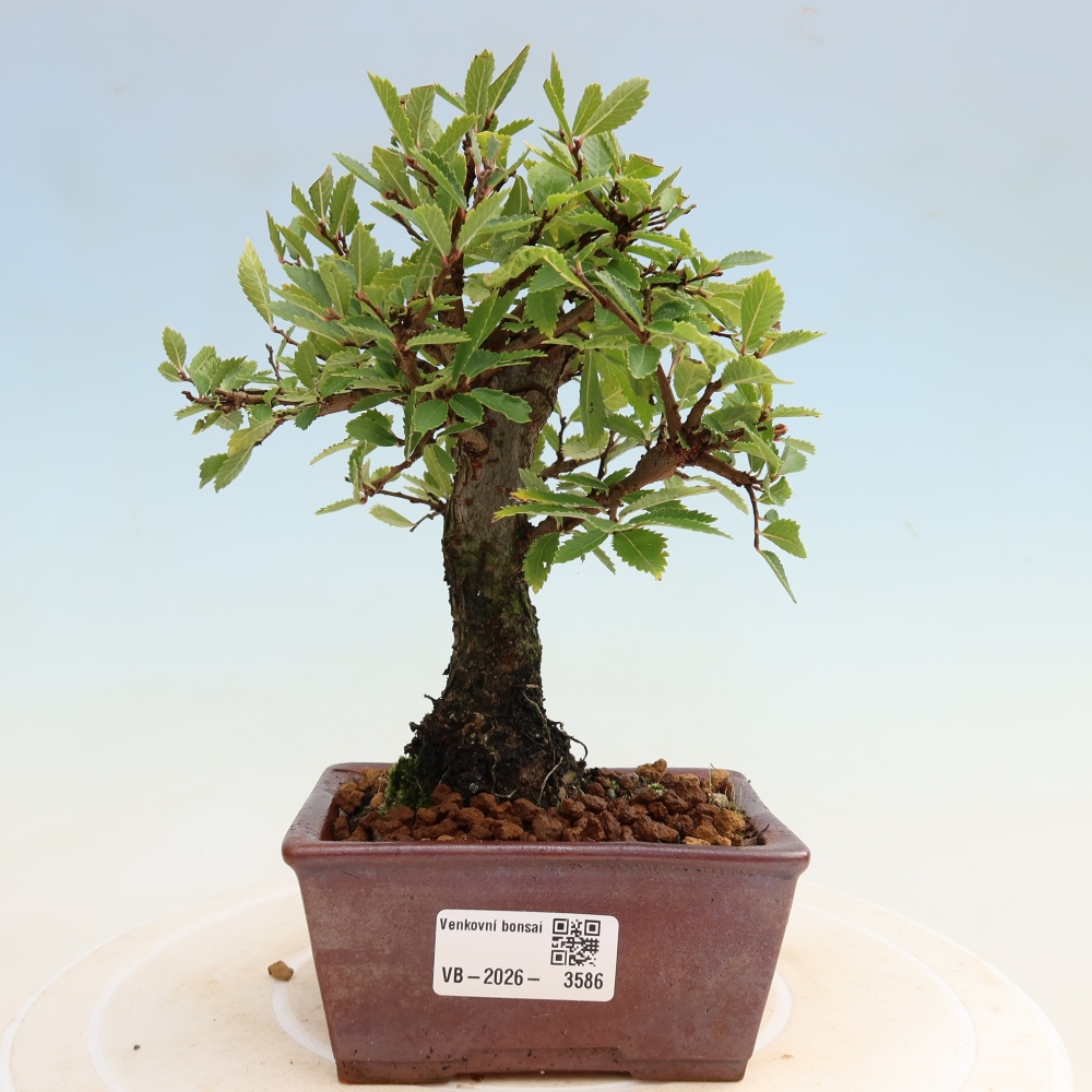Kültéri bonsai - Zelkova - Zelkova NIRE