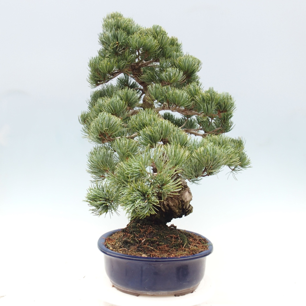 Kültéri bonsai - Pinus parviflora - Pinus parviflora