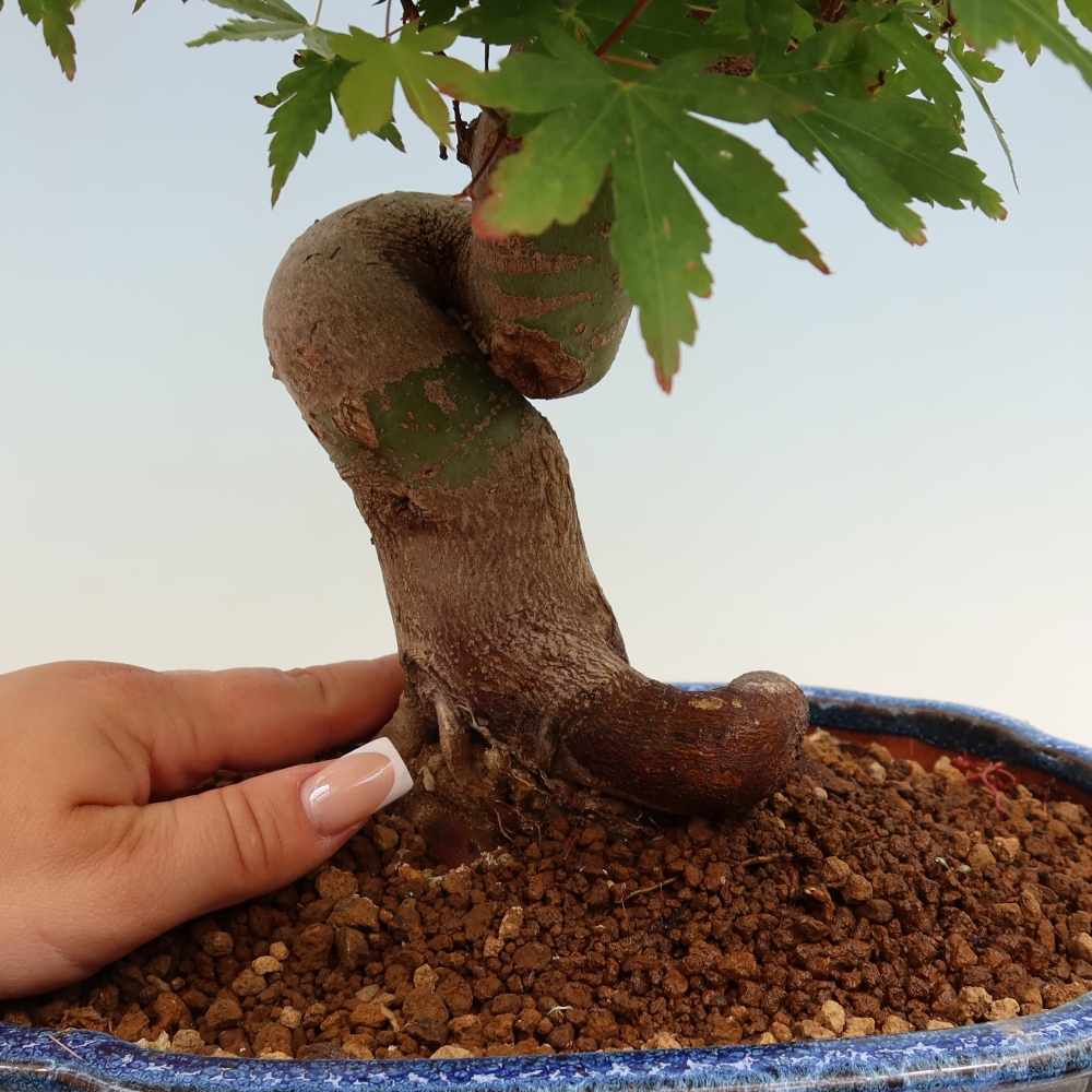Kültéri bonsai - Juhar Burger - Acer Burgerianum