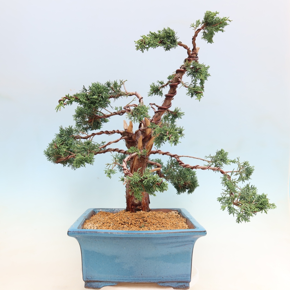 Kültéri bonsai - Juniperus chinensis Kishu