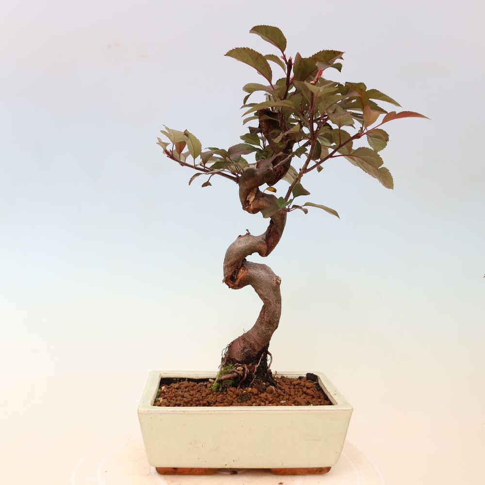 Kültéri bonsai -Malus domestica - Kis gyümölcsű piros levelű almafa