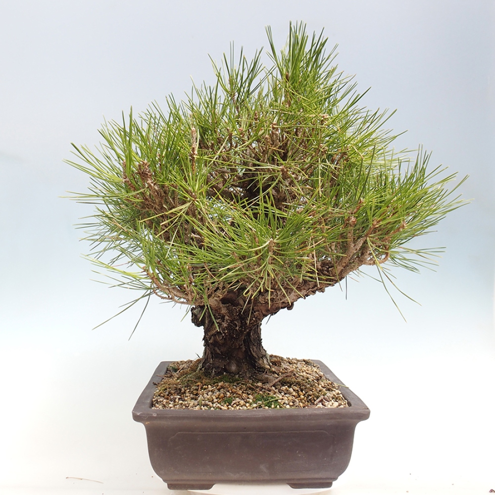 Kültéri bonsai - Pinus thunbergii - Thunberg fenyő