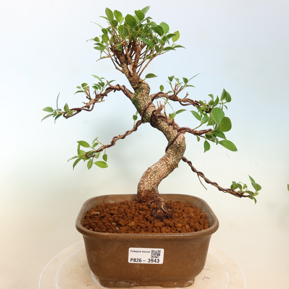 Szobai bonsai - Ficus kimmen - kislevelű fikusz
